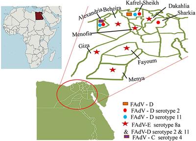 Corrigendum: Epidemiology, pathology, prevention, and control strategies of inclusion body hepatitis and hepatitis-hydropericardium syndrome in poultry: A comprehensive review